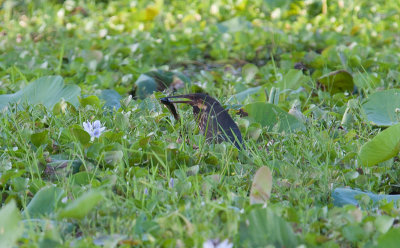 Black Bittern  (Ixobrychus flavicollis)