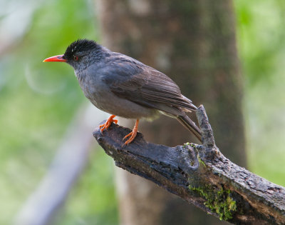 Black Bulbul (Hypsipetes leucocephalus)