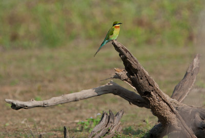 Blue-tailed Bee-eater  (Merops philippinus)