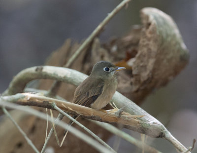Brown-breasted Flycatcher  (Muscicapa muttui)