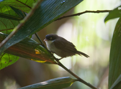 Dark-fronted Babbler  (Rhopocichla atriceps)
