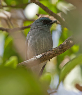 Dull-blue Flycatcher  (Eumyias sordidus)