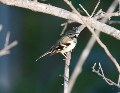 Forest Wagtail  (Dendronanthus indicus)
