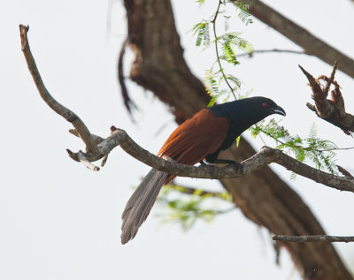 Greater Coucal  (Centropus sinensis)