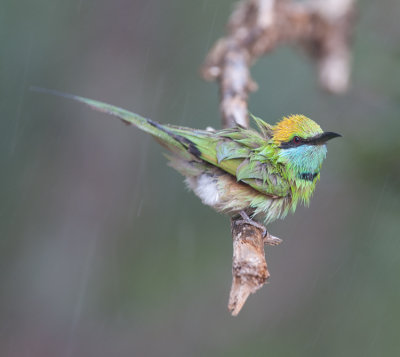 Green Bee-eater  (Merops orientalis)
