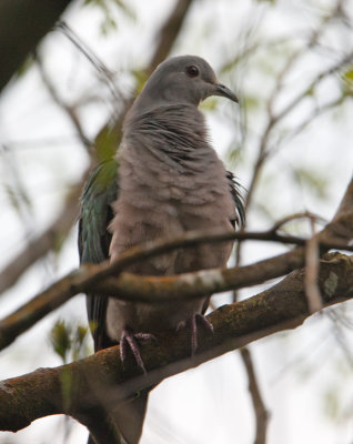Green Imperial Pigeon  (Ducula aenea)