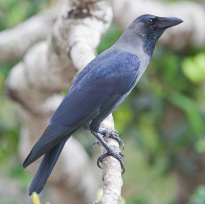 House Crow  (Corvus splendens)