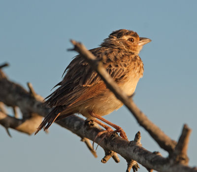 Jerdon's Bushlark (Mirafra affinis)