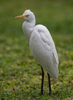 Cattle Egret  (Bubulcus ibis)