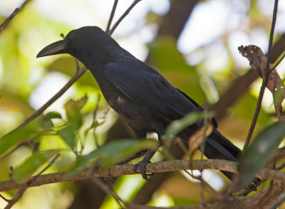 Large-billed Crow  (Corvus macrorhynchos)