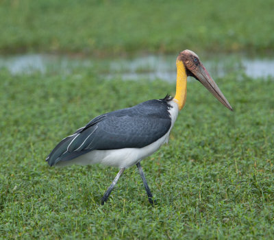 Lesser Adjutant  (Leptoptilos javanicus)