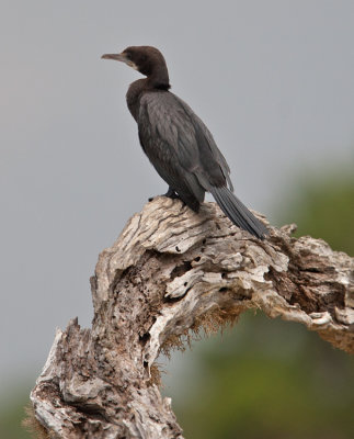 Little Cormorant  (Phalacrocorax niger)