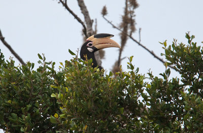 Malabar Pied Hornbill  (Anthracoceros coronatus)