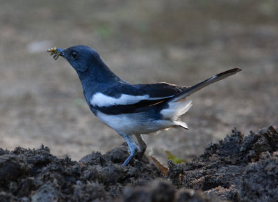 Oriental Magpie-Robin  (Luscinia brunnea)