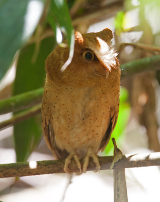 Serendib Scops-Owl  (Otus thilohoffmanni)
