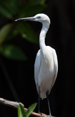 Little egret  (Egretta garzetta)