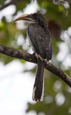 Sri Lanka Grey Hornbill  (Ocyceros gigalensis)