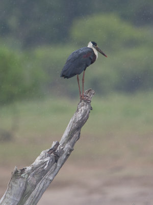 Woolly-necked Stork  (Ciconia episcopus)