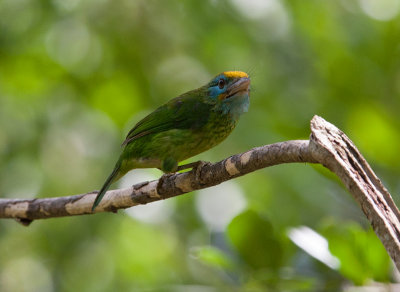 Yellow-fronted Barbet  (Megalaima flavifrons)