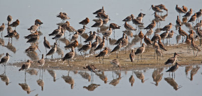 Black-tailed Godwit (Limosa limosa)