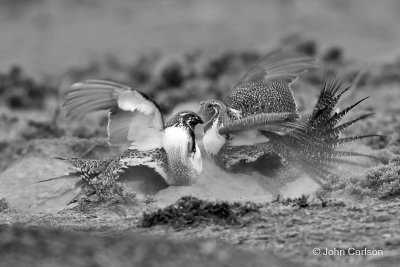 Greater Sage-Grouse-3870.jpg