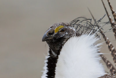 greater sage-grouse-4047.jpg