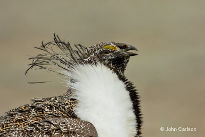 greater sage-grouse-4102.jpg