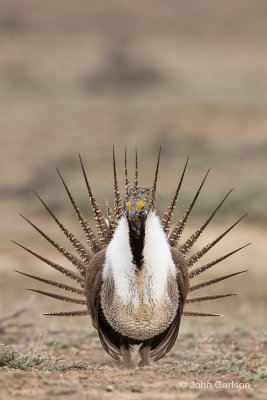 Greater Sage-Grouse-4268.jpg