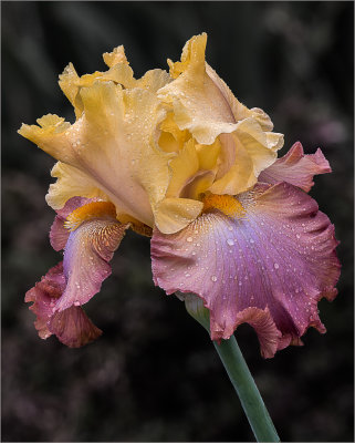 Colorful Iris.jpg