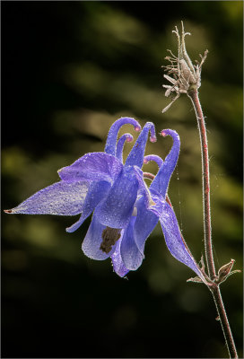 Blue Columbine.jpg