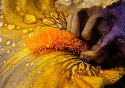 Iris 5-17 2.jpg