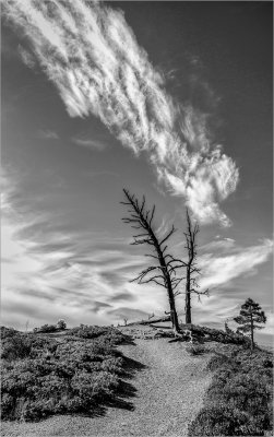 Two Dead Trees Mono