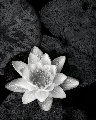 White Water Lily 1-17 Mono