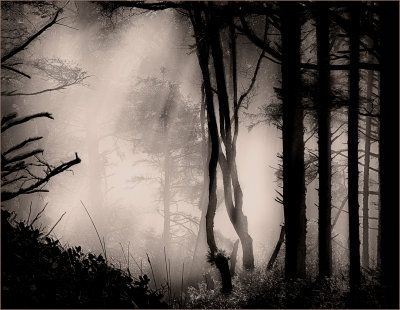 Foggy Forrest