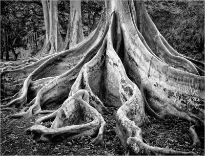 Ficus Tree Roots #2