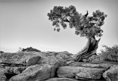 Old Juniper Tree 1