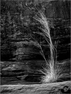 Tall Grass on Shelf