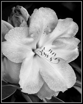 Pink & White Rhodie #2