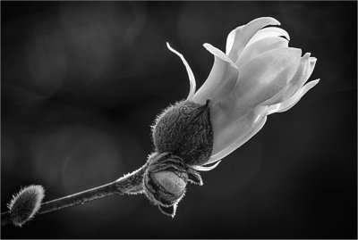 Magnolia Blooming #2