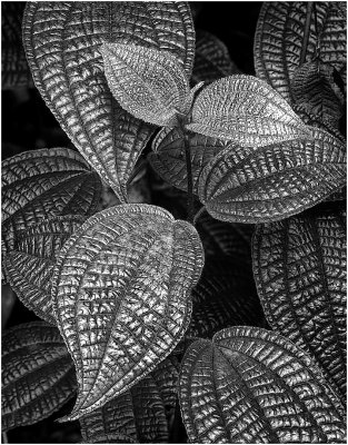 Leaf Pattern