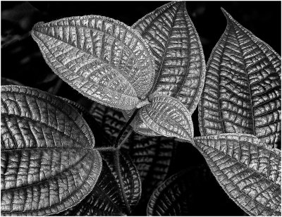 Hawaiian plant Leaves