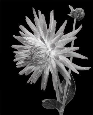 Spikie Red Dahlia Mono