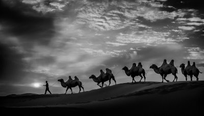 Camels Going Home 6