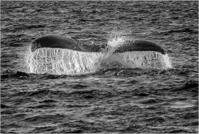 Whale Tail mono