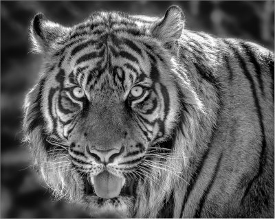 Tiger Face 2