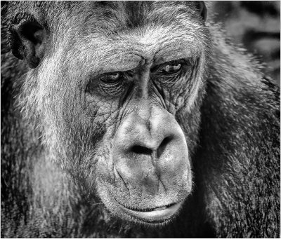 Pondering Gorilla-Edit