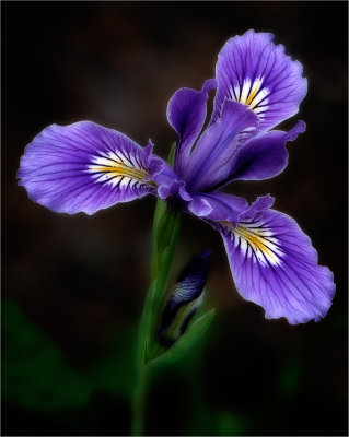 Iris Midnight 5-4-16