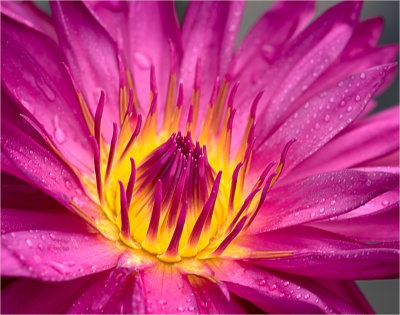 Red Water Lily Closeup