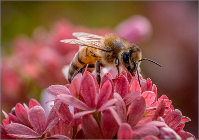 Honey Bee Working