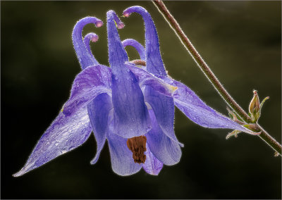 Blue Columbine 3
